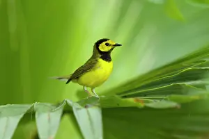 Hooded: Hooded warbler - male on migration