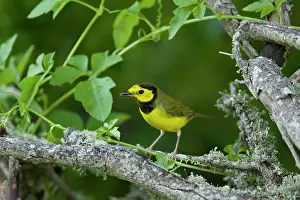 Hooded: Hooded warbler - male on migration