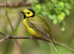 Citrina: Hooded Warbler, Wilsonia citrina. Adult male on breeding ter