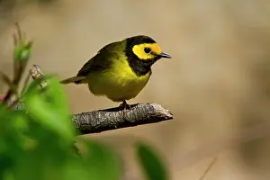 Citrina: Hooded Warbler (Wilsonia citrina) adult