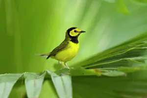 271221: Hooded Warbler (Wilsonia citrina) adult male, perched