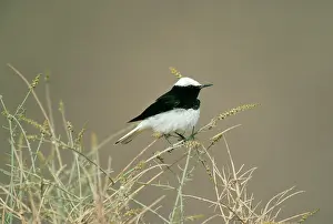 Wheatears: Hooded Wheatear - Male