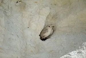 Wheatears: Hooded WHEATEAR - in nest hole in sandy bank