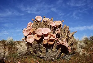 Medical: HOODIA BAINII