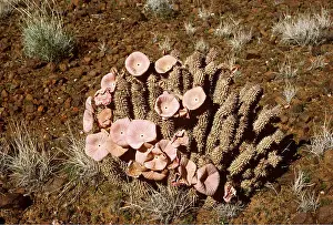 Succulent: HOODIA BAINII - desert succulent