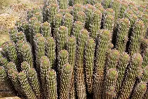 Hoodias: Hoodia gordonii