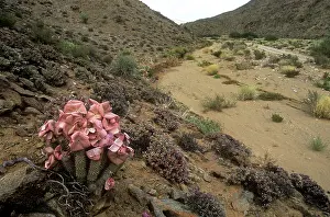 Ingrid Van Den Berg: HOODIA gordonii - in flower