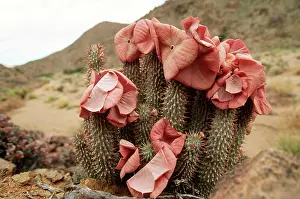 Ingrid Van Den Berg: HOODIA gordonii - in flower
