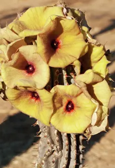 Succulents: Hoodia gordonii (yellow form)