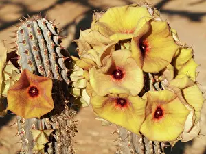 Succulents: Hoodia gordonii (yellow form)