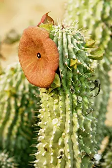 Hoodias: Hoodia juttae, an asclepiad