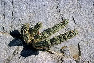 Succulents: Hoodia plant, Namib-Naukluft, Namibia