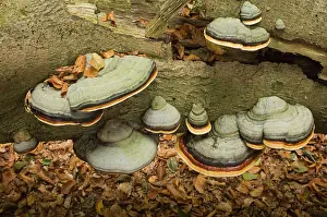 Hoof: Hoof fungus