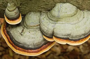 Hoof: Hoof fungus