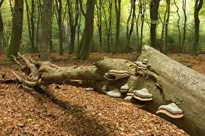 Hoof: Hoof fungus - in beech forest Speulder- en Sprielder