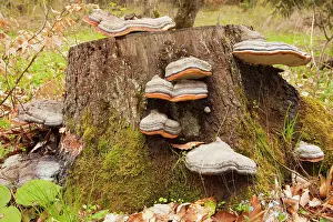 Pinicola: Hoof fungus - on stump