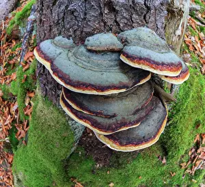 Scots: Hoof Fungus or Tinder Fungus, growing on Scots pine