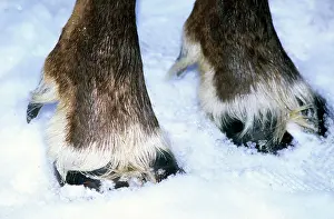 Hooves: Hoofs of a domestic reindeer