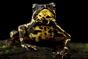 Backgrounds: Hoogmoed's harlequinfrog (Atelopus hoogmoedi), o