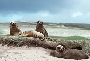 Sealion: HOOKER SEALION