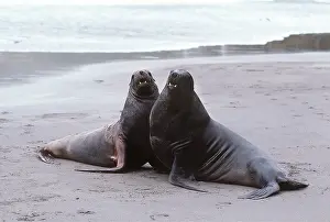 Sealion: HOOKER SEALION - two young Bulls fighting