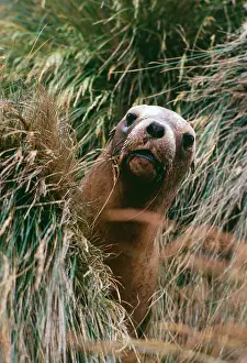 Hookers: HookerIs / New Zealand Sealion