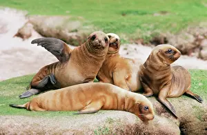 Hookers: HookerIs / New Zealand Sealion - Pups