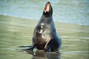 Sealion: Hookers / New Zealand SEALION - female bellows on beach