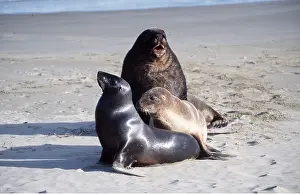 Father: Hookers / New Zealand SEALION - female, young and