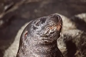 Sealion: Hookers / New Zealand Sealion - head of male