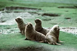 Sealion: Hookers / New Zealand SEALION - pups x four