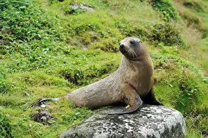 Sealion: Hooker's Sealion