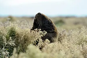 Sealion: Hooker's Sealion
