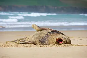 Hookers: Hooker's Sealion - adult male lying on sandy beach