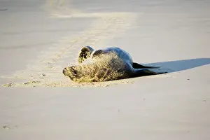Hookers: Hooker's sealion - on beach
