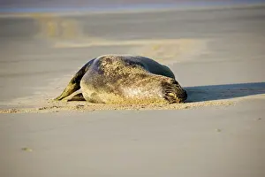 Hookers: Hooker's sealion - on beach