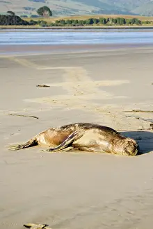 Hookers: Hooker's sealion - on beach