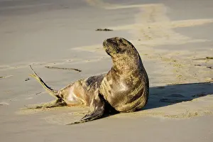 Hookers: Hooker's sealion - on beach