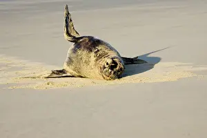 Hookers: Hooker's sealion - on beach