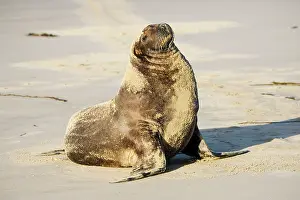 Hookers: Hooker's sealion - on beach