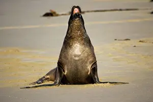 Hookers: Hooker's sealion - on beach