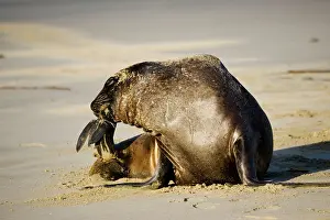 Hookers: Hooker's sealion - on beach