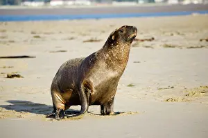 Hookers: Hooker's sealion - on beach
