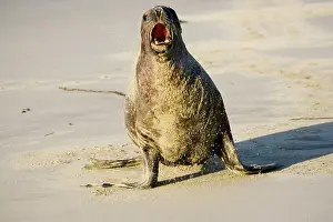 Hookers: Hooker's sealion - on beach guarding territory