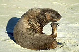 Hookers: Hooker's Sealion - female, scratching