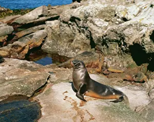 Phocarctos: HOOKER'S SEALION - MALE