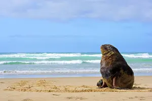 Hookers: Hooker's Sealion - male adult on sandy beach basking