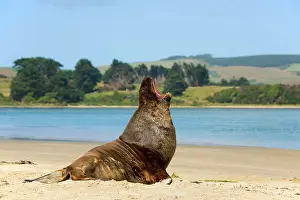 Hookers: Hooker's Sealion - male adult on sandy beach yawning