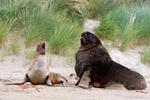 Interacting: Hooker's Sealion - male and female interacting