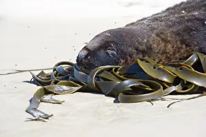 Hookers: Hooker's Sealion - portrait of male adult at beach